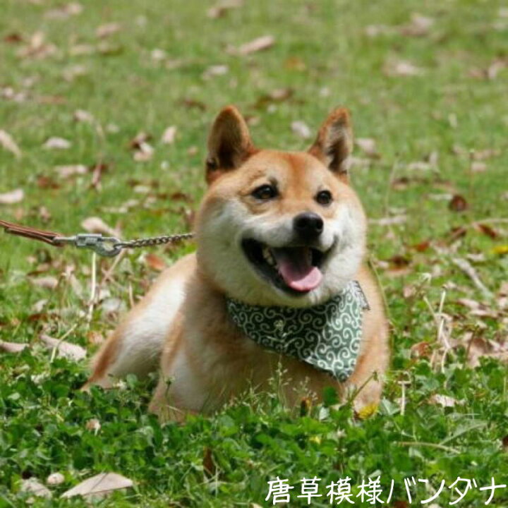 送料無料 水玉 ドット バンダナ２点セット りぼん ダックスフンド バンダナ 柴犬 青 赤 Bigリボン