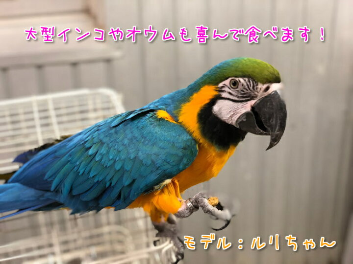 楽天市場 賞味期限 21 12 9 当日発送可能 大容量 Mazuri マズリ パロットメンテナンス 11 3kg 餌 エサ フード ペレット インコ オウム bcy楽天市場店 楽天市場 賞味期限 21 12 9 当日発送可能 大容量 Mazuri マズリ パロットメンテナンス 11 3kg 餌 エサ フード ペレット インコ オウム bcy楽天市場店