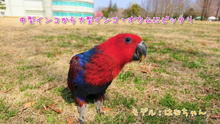 楽天市場】賞味期限:2025/10 ZuPreem ズプリーム フルーツブレンド 