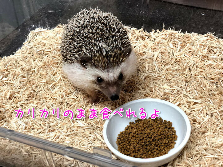 楽天市場】賞味期限:2027/5 Mazuri ハリネズミ 11.3kg 大容量 餌 エサ 