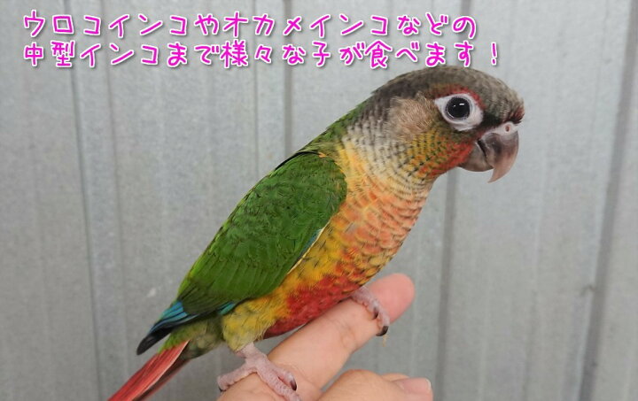 赤粟穂 100g 量り売り 赤粟 アワ ごはん 粟穂 赤 粟 穂 鳥 とり トリ インコ オウム おやつ お徳用 お特 大容量 お値打ち 安い BCY 赤粟穂 100g 量り売り 赤粟 アワ ごはん 粟穂 赤 粟 穂 鳥 とり トリ インコ オウム おやつ お徳用 お特 大容量 お値打ち 安い