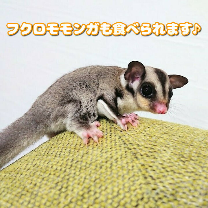楽天市場】賞味期限:2022/11/11 新世界ザル フクロモモンガ フード 1kg 餌 エサ フード ペレット えさ ニューワールドプライメイト 猿 サル ペレット 霊長類 エサ モモンガ フクモモ : BCY楽天市場店 楽天市場】賞味期限:2022/11/11 新世界ザル フクロモモンガ フード 1kg 餌 エサ フード ペレット えさ ニューワールドプライメイト 猿 サル ペレット 霊長類 エサ モモンガ フクモモ : BCY楽天市場店