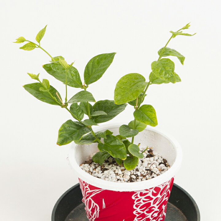 楽天市場 Hawaiian Plants ハワイアンプランツ Pikake ピカケ 鉢植え 4号 Beach Life Style