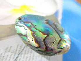 楽天市場 トップシェル 貝の通販