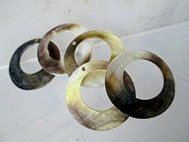 楽天市場 トップシェル 貝の通販 楽天市場 トップシェル 貝の通販