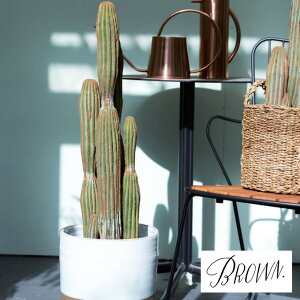 Brown. uE T{e |bg 91 991860 ϗtA tFCNO[ CeAO[ A  {^jJ O[fBXvC rO  JtF X