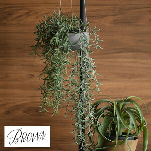 Brown. uE z nMO|bg 991200 ϗtA tFCNO[ CeAO[ k eA Ǌ| fBXvC {^jJ O[fBXvC rO  JtF X