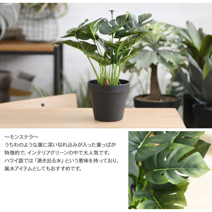楽天市場】Brown. ブラウン モンステラ ポット 28 992050 観葉植物 