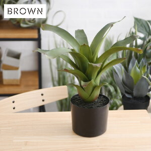 Brown. uE t[ZA |bg 40 992170 ϗtA tFCNO[ CeAO[  ~j   {^jJ O[fBXvC rO  JtF X