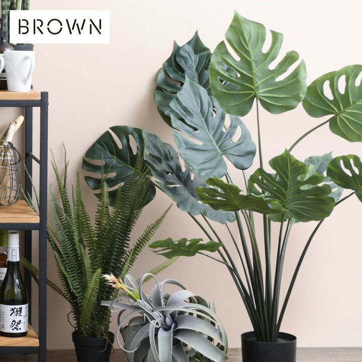 楽天市場】Brown. ブラウン モンステラ ポット 97 992100 観葉植物  