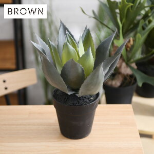Brown. uE AKx |bg32 992180 ϗtA tFCNO[ CeAO[  ~j  A   {^jJ O[fBXvC rO  JtF X