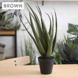 Brown. uE AGx |bg 48 991080 ϗtA tFCNO[ CeAO[  A   {^jJ O[fBXvC rO  JtF X