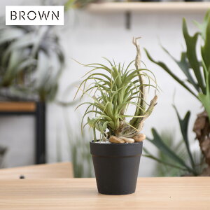 Brown. uE AJV |bg 70 992160 GRTP ϗtA tFCNO[ CeAO[ k eA  {^jJ O[fBXvC rO  JtF X