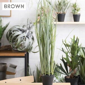 Brown. uE OX |bg 991050 ϗtA tFCNO[ CeAO[   {^jJ O[fBXvC rO  JtF X