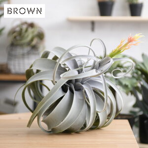 Brown. uE LZOtBJ sbN ԕt 991170 ϗtA  tFCNO[ CeAO[ k eA {^jJ O[fBXvC rO  JtF X