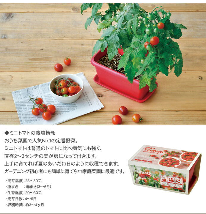 栽培キット Disney インテリア グローニーキャスター 育てる 食育 ガーデニング ハーブ おしゃれ 室内 果物 野菜 プレゼント 家庭菜園 栽培キット Disney インテリア グローニーキャスター 育てる 食育 ガーデニング ハーブ おしゃれ 室内 果物 野菜 プレゼント 家庭菜園