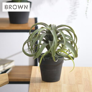 Brown. uE LZOtBJ |bg 991540 ϗtA tFCNO[ CeAO[  ~j GAvc   `WA {^jJ O[fBXvC rO 