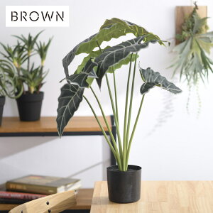 Brown. uE AJVA |bg 61 992040 ϗtA tFCNO[ CeAO[ k eA  {^jJ O[fBXvC rO  JtF X