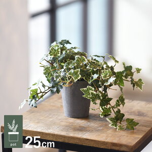 �C���O���b�V���A�C�r�[ �|�b�g GLA-1527-GR �ϗt�A�� �t�F�C�N�O���[�� �C���e���A�O���[�� �����b�N�X ���� ���� �k�� ���e���A ���A �{�^�j�J�� �O���[���f�B�X�v���C ���r���O ���� �J�t�F 