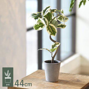 tBJXAeV} |bg GLA-1524-WG ϗtA tFCNO[ CeAO[ bNX   k eA A {^jJ O[fBXvC rO  JtF X