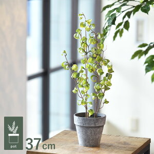 tBJXV^VI |bg GLA-1541-WG ϗtA tFCNO[ CeAO[ bNX   k eA A {^jJ O[fBXvC rO  JtF X