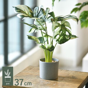 Xe oGK[^ |bg GLA-1554-WG ϗtA tFCNO[ CeAO[ bNX   k eA A {^jJ O[fBXvC rO  JtF