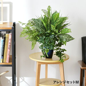 tFCNO[ AWZbgM ϗtA  AWg CeAO[ {^jJ A[eBtBVt[   bNX O[fBXvC rO  