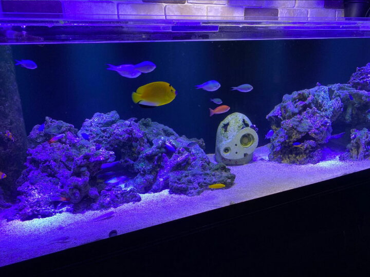 楽天市場 Led 水槽 アクアリウムライト E26 水槽ライト w 水槽対応 水槽用照明 アクアリウム ライト Rgb 観賞魚ライト 熱帯魚 ライト 観賞魚飼育 ビオトープ 水草育成 海水 サンゴ ライブロック Ldraq W38 ビームテック ビームテック