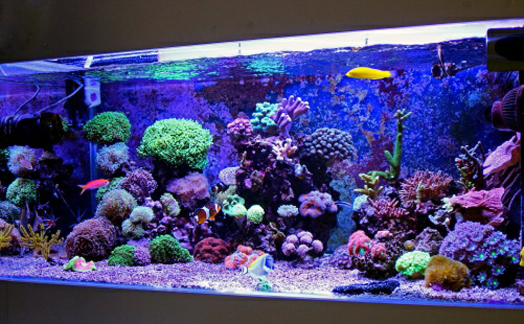 LED 水槽 アクアリウムライト 水槽ライト 60cm〜75cm 22W 1100lm 水槽 