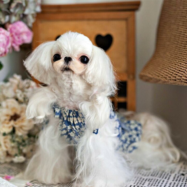 楽天市場 犬用 ワンピース リボン付き ブルー 花柄 ブランド 高級 犬服 犬 服 犬の服 ドッグウェア 猫 小型犬 中型犬 ペット用 おしゃれ 洋服 可愛い 春夏 春 夏 動画あり Beanspet 楽天市場店