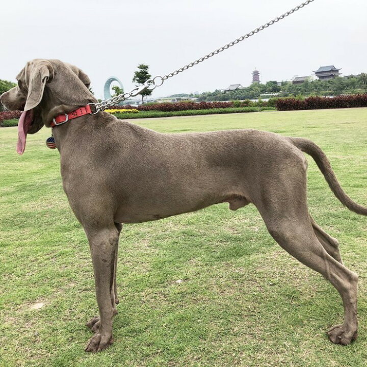 楽天市場 犬 ハーフチョーク 本革 犬 首輪 犬首輪 革 おしゃれ かわいい 大型犬 犬の首輪 ゴールデン いぬ くびわ レザー 犬用品 送料無料 Lサイズ Beanspet 楽天市場店 楽天市場 犬 ハーフチョーク 本革 犬 首輪 犬首輪 革 おしゃれ かわいい 大型犬 犬の首輪 ゴールデン いぬ くびわ レザー 犬用品 送料無料 Lサイズ Beanspet 楽天市場店