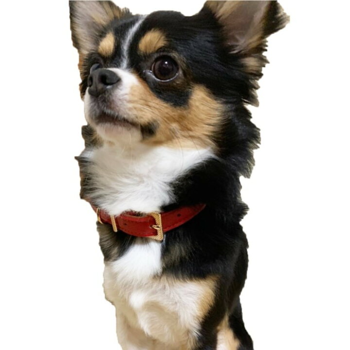 楽天市場 ベルト首輪 ソフトタッチ ベーシック 犬 首輪 犬首輪 革 おしゃれ かわいい 小型犬 本革 犬の首輪 チワワ トイプードル いぬ くびわ 犬用品 送料無料 Beanspet 楽天市場店