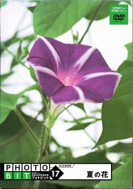 【中古】 Photobit 17 夏の花