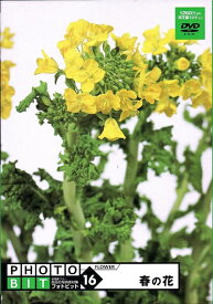 【中古】 Photobit 16 春の花