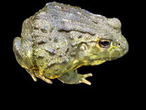 楽天市場】アフリカウシガエルの通販