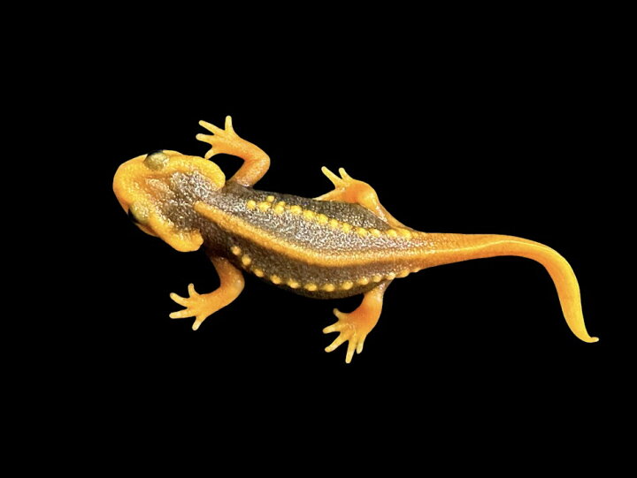 楽天市場】【BearsFrog】アメイロイボイモリ 1匹 国内CB 約5～6cm 