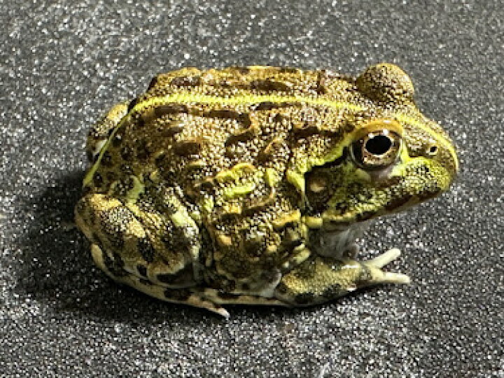 楽天市場】【BearsFrog】アフリカウシガエル 韓国CB 約3~4cm 1匹 