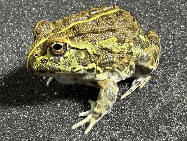 楽天市場】【BearsFrog】アフリカウシガエル 韓国CB 約3~4cm 1匹 