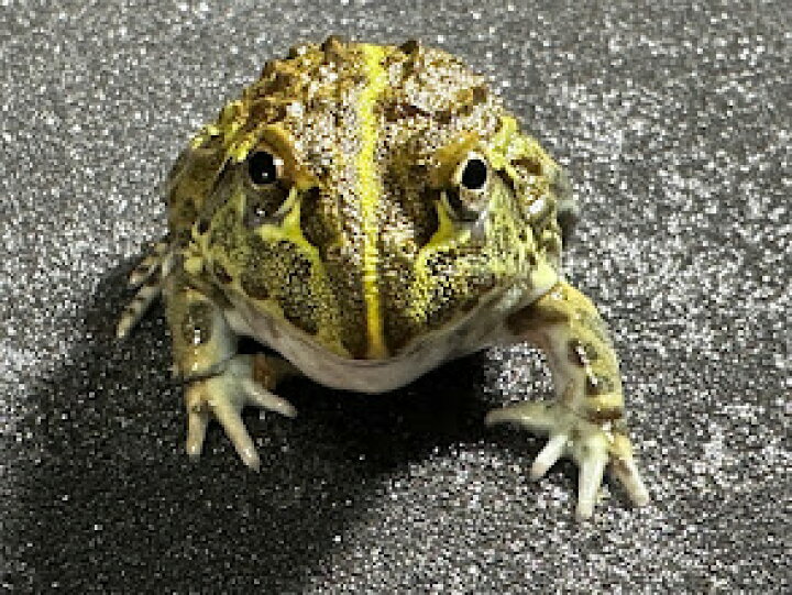 楽天市場】【BearsFrog】アフリカウシガエル 韓国CB 約3~4cm 1匹 