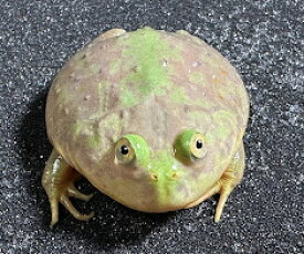 【BearsFrog】バジェットガエル　　国内CB　約5cm　1匹