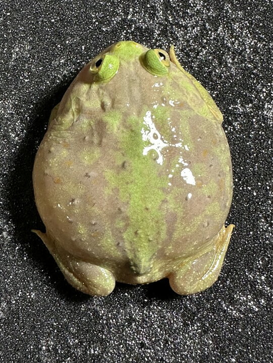 楽天市場】【BearsFrog】バジェットガエル 国内CB 約5cm 1匹 