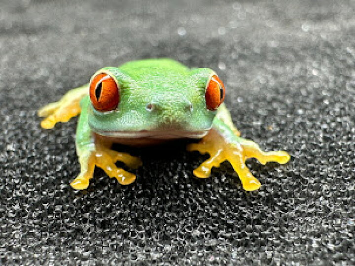 楽天市場】【BearsFrog】アカメアマガエル 国内CB 約2～3cm 1匹 