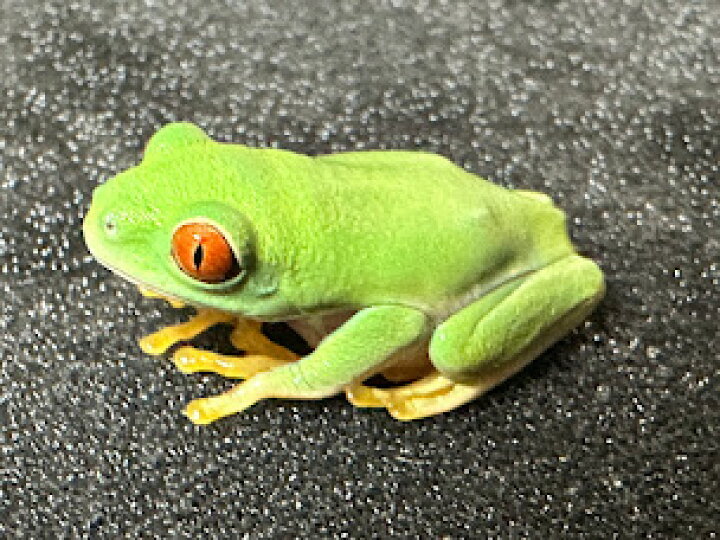 楽天市場】【BearsFrog】アカメアマガエル 国内CB 約2～3cm 1匹 