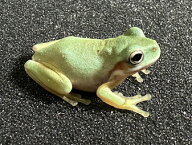 【BearsFrog】イエアメガエル　CB　約2～2.5cm　1匹