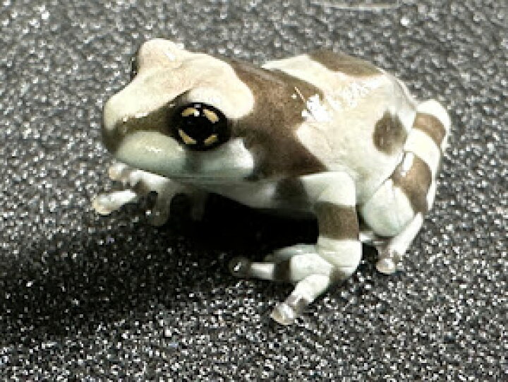楽天市場】【BearsFrog】ミルキーフロッグ 国内CB 約2cm 3匹 