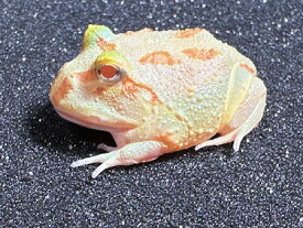 【BearsFrog】クランウェルツノガエル　ライムグリーン　アルビノ　国内CB　約3cm　1匹
