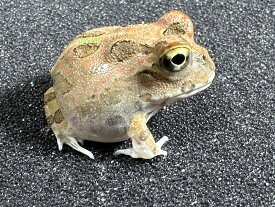 【BearsFrog】チャコガエル　ブラウン系　国内CB　約2.5cm　1匹