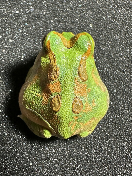 楽天市場】【BearsFrog】チャコガエル グリーン系 国内CB 約2.5cm 1 