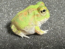 【BearsFrog】チャコガエル　グリーン系　国内CB　約2.5cm　1匹
