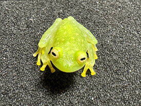 【BearsFrog】フライシュマンアマガエルモドキ　約2cm　2匹セット